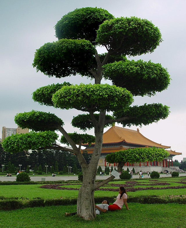 <B>CKS Memorial Tree</B><br><i><font size=1> by You Wish</font >