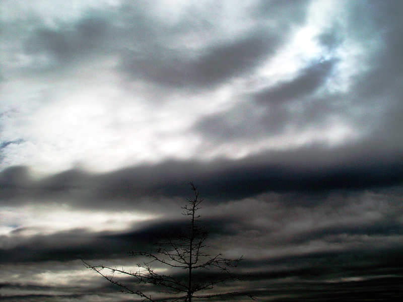 <p align=center><b>Treetop Under Threatening Skies</b><br><font size=1> cUrVe</font></p>