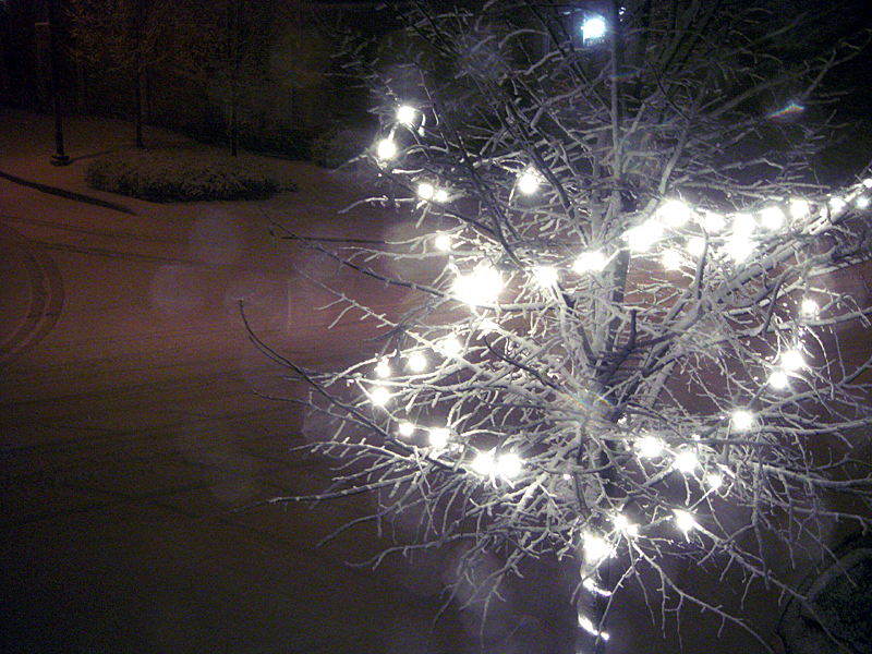 <p align=center><b>A Tree All Dressed Up With No Place To Go</b><br><font size=1> cUrVe</font></p>