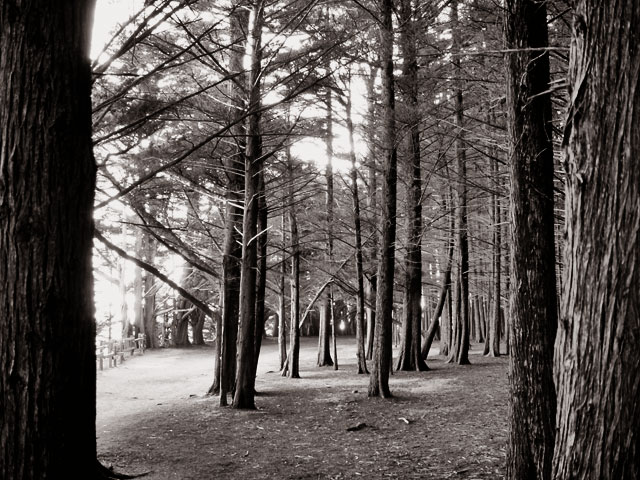 <b>Path through the trees </b><br><font size=1> by Dee Golden</font >