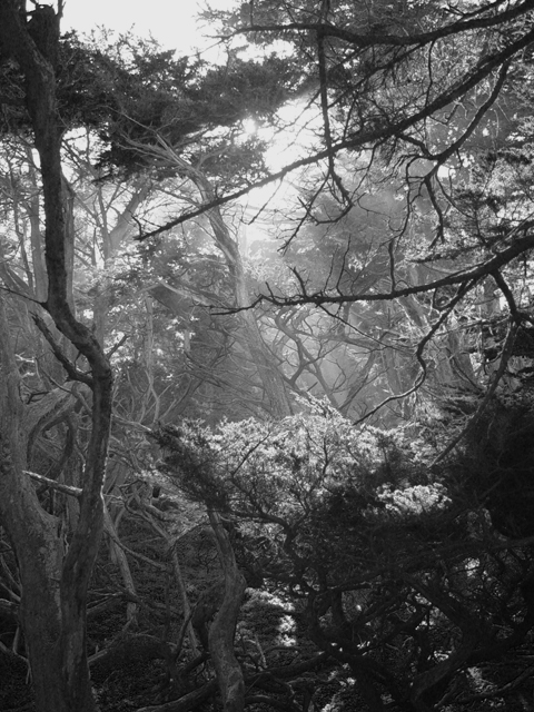<b>Enchanted forest</b><br><font size=-1>by Eugeni Vaisberg</f>