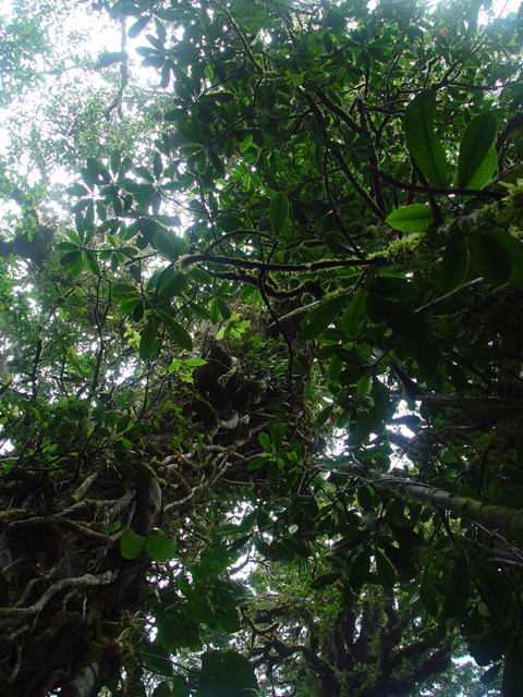 <b>Trees and vines</b><br><font size=-1>by Eugeni Vaisberg</f>