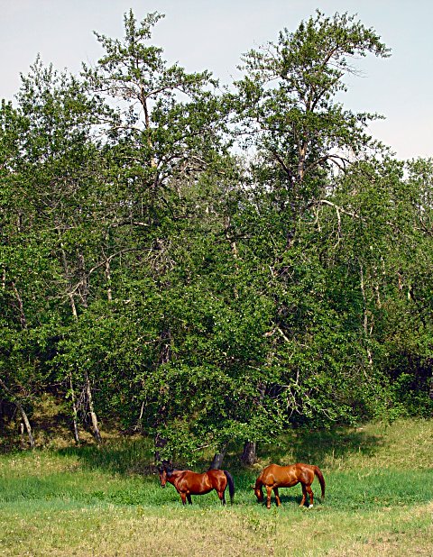 Pasture by canadian_ann