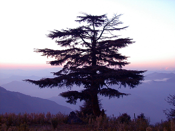 Soli-Tree by Vikas