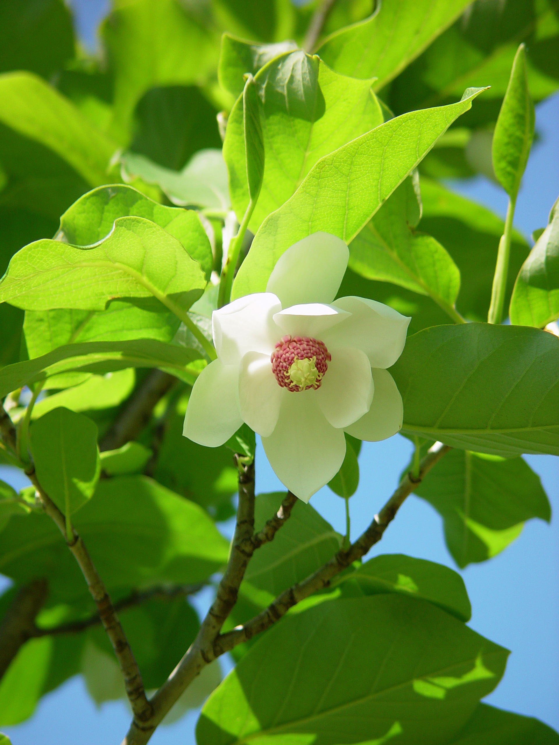 Magnolia by Cara Davis
