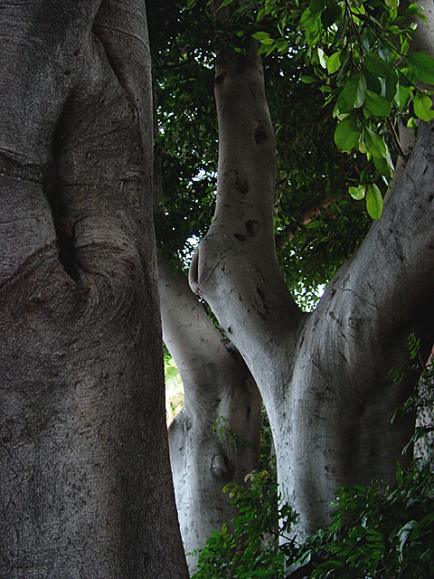 My trees, the re-shoot. by Peggy