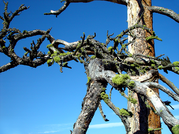 Lichen Covered Tree by MickeyD