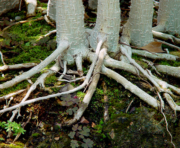 Ficus Grove<br><font size=1> by MFC</font></p>
