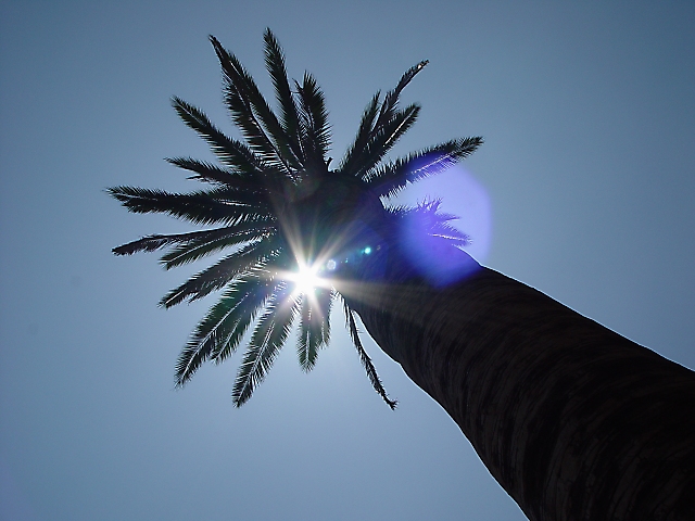 <B>Strip Palm<FONT SIZE=1><BR>Las Vegas<BR>by Loren Charif</FONT><BR></B>