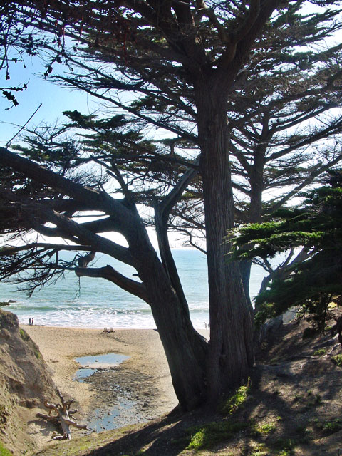 <b>Coastal Tree</b><br><em><font size=-1>by Rayna</font></em>