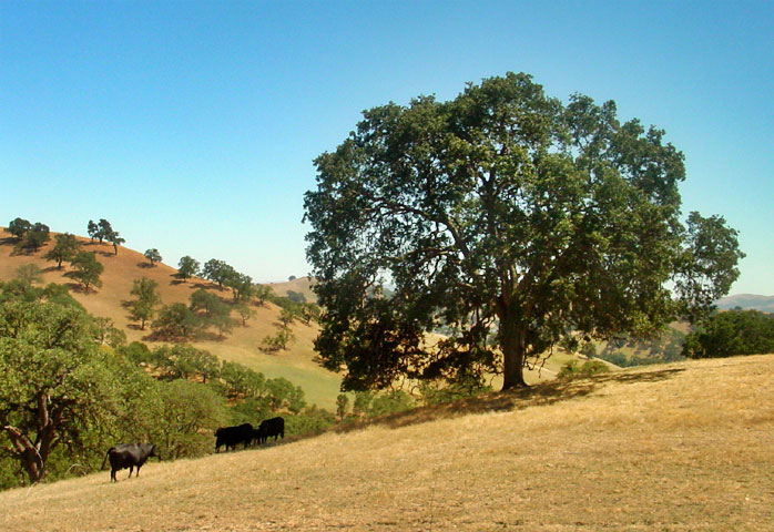 <b>Diablo Hills</b><br><em><font size=-1>by Rayna</font></em>