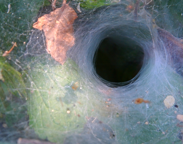 <p align=center> <b> Burrow</b> <br> <font size=1> by David Pichevin </font> </p>