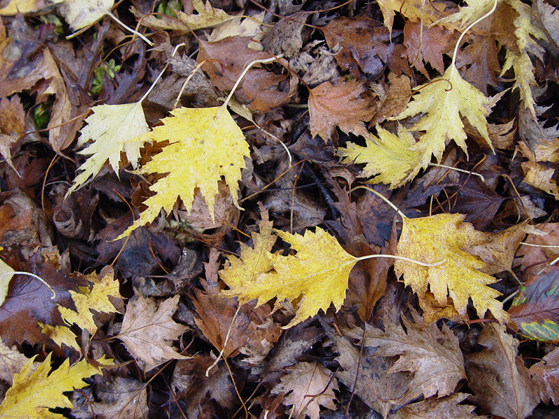 <B>Birch Leaves</B><BR><FONT size=2>by Ann Chaikin</FONT>
