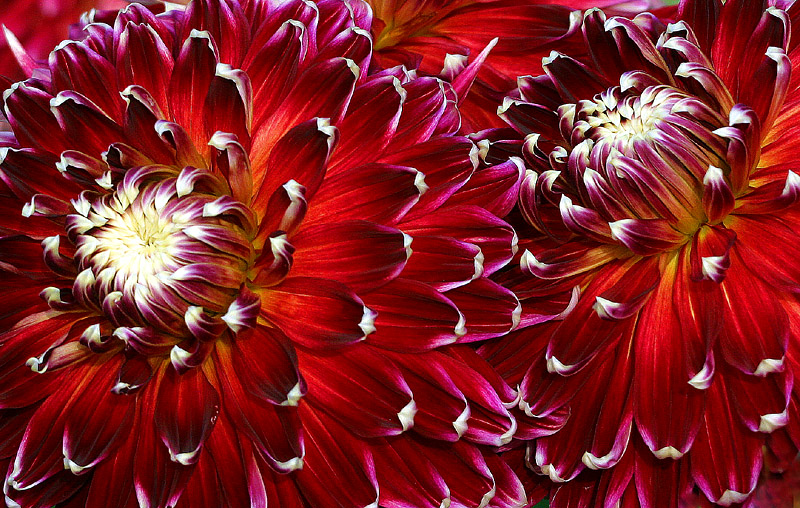 <B>Fifth Place<br>Contrast</B><BR><FONT size=2>by Klaus Wiese</FONT>