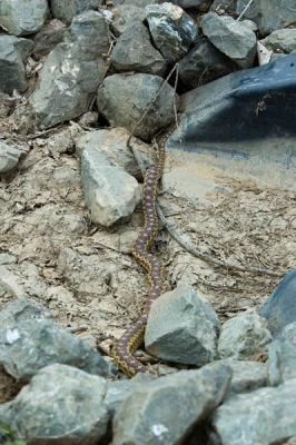 u11/sthuman/medium/42933929.5305DSC_4879.jpg