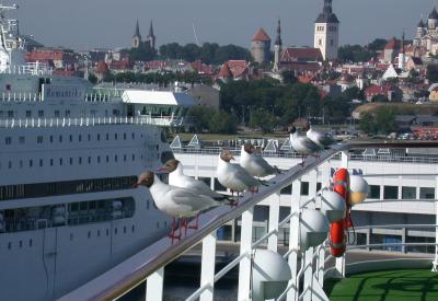 Tallinn Estonia gulls waiting for me to feed them