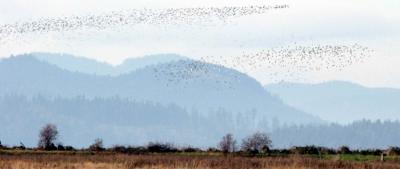 u11/sue_p/medium/35952810.114dunlins1301.jpg