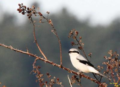 n_shrike_samish