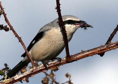 11-19 shrike  auto  2392.jpg