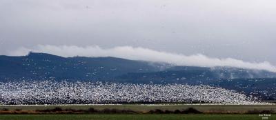 12-26 geese 3649.jpg