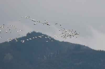 12-26 geese e 3657.jpg