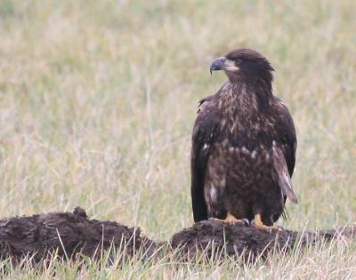 12-26 young eagle 3724.jpg