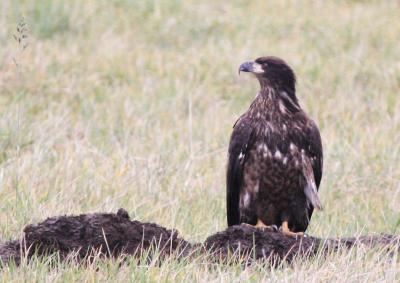 12-26 young eagle 3725.jpg