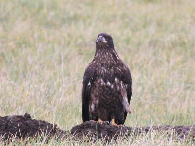 12-26 young eagle 3727.jpg