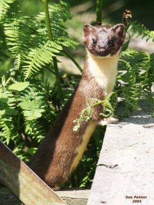 5-1 ermine 6177.jpg