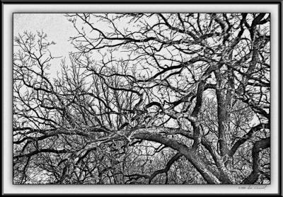 u11/sue_w/medium/38067018.DSC_2283TreesDriving.jpg