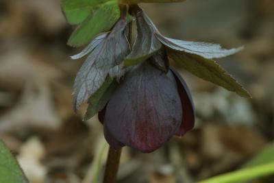 Christmas Roses