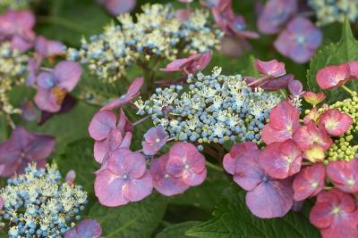 CRW_0023.jpg