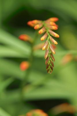 CRW_0040.jpg