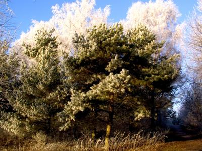 winter_trees.jpg