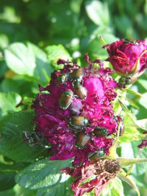 823-beetles.jpg