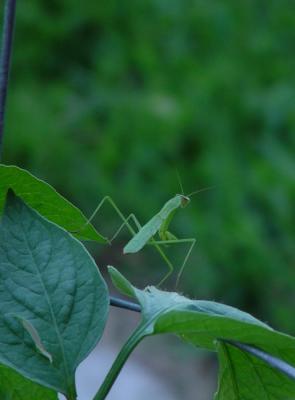 834-mantis.jpg