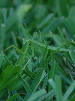 836-mantis-2.jpg