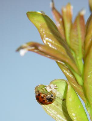 841-ladybug.jpg