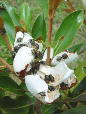 885-magnolia beetles.jpg