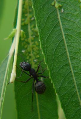 931-ant.jpg