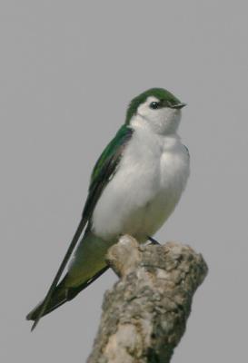 Violet-green Swallow, male