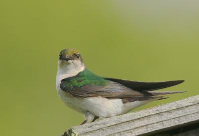 Violet-green Swallow, female