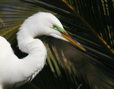 Great Egret, breeding plumage
