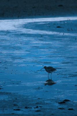 Curlew at dusk
