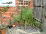 Brahea edulis
