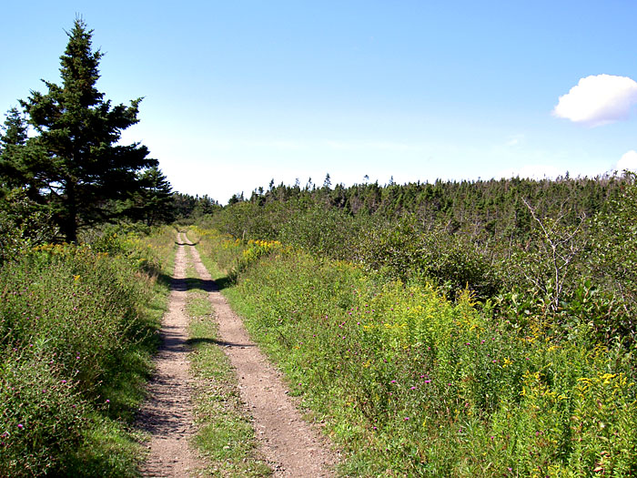 Lawrencetown Abandoned Railroad Trail.