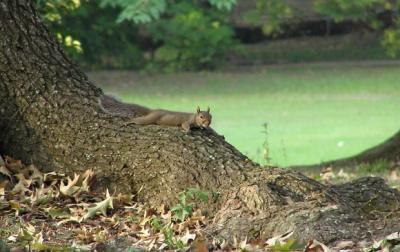 squirrels