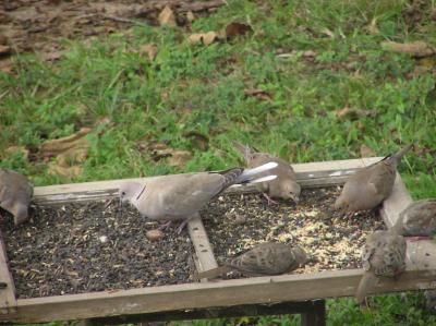 10-13-03 eurasian and mourning doves.jpg