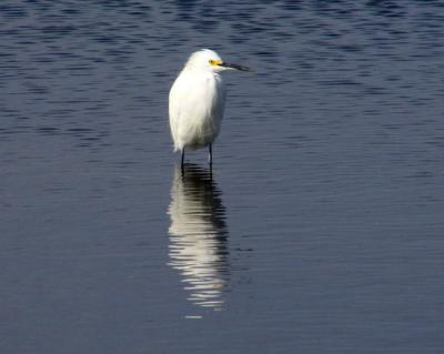01-01-04 snowy egret1.jpg