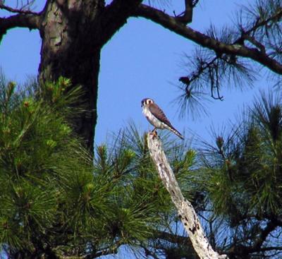 american_kestrel